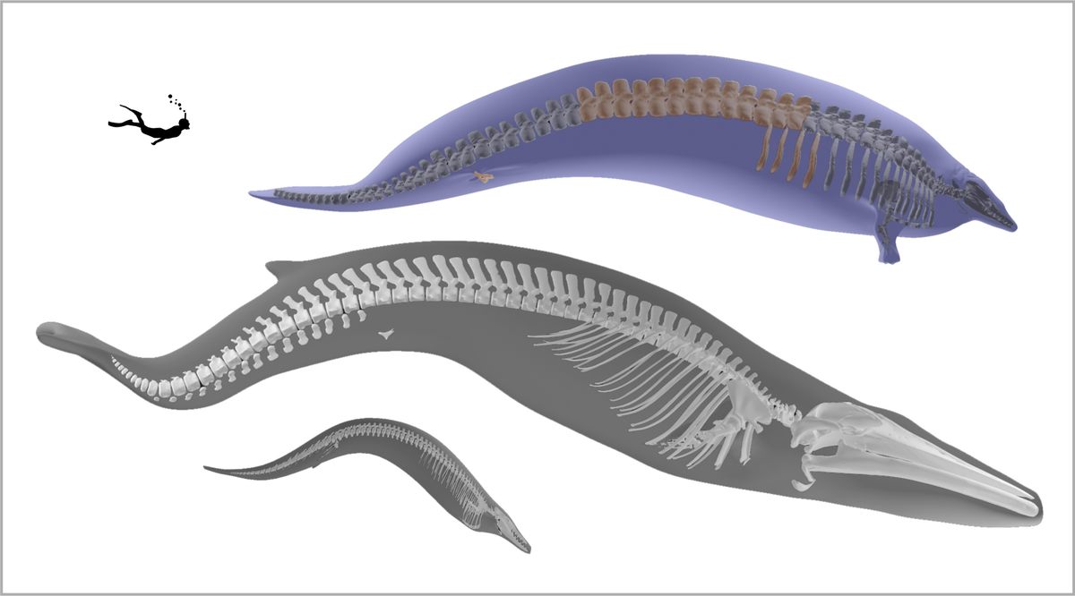 3D Model of Peructus Collosus' Skeleton