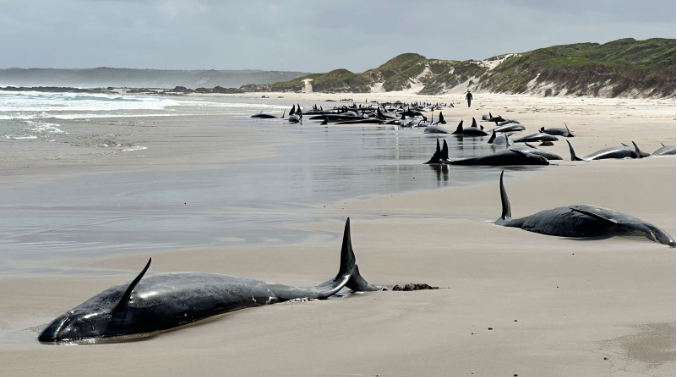 A number of beached whales stranded on a beach in Australia