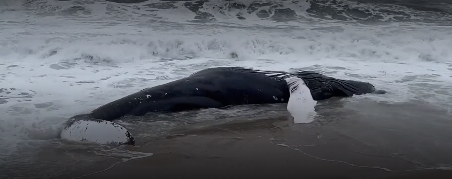 Humpback Whale, dead on a beach