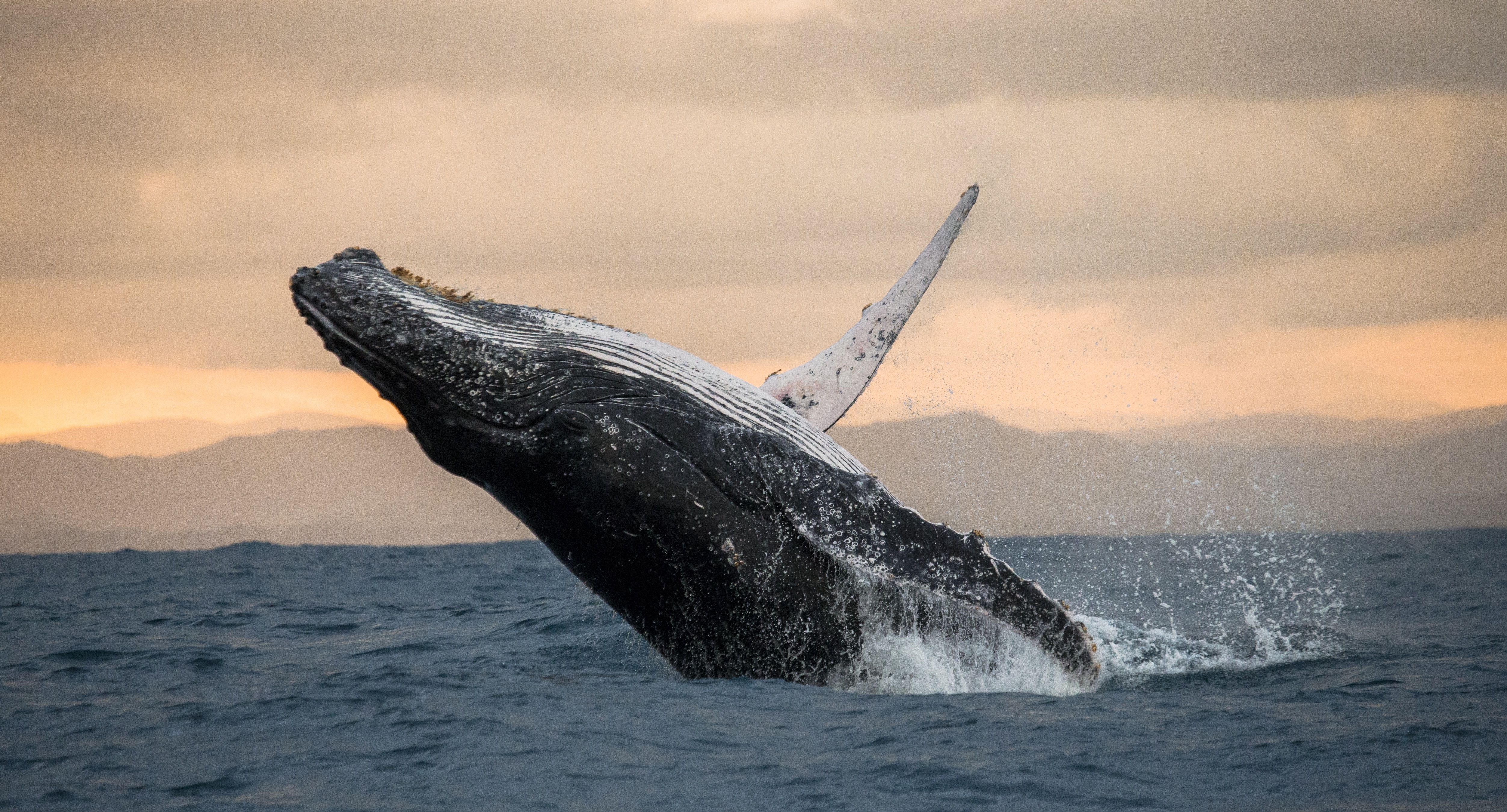 a number of whales stranded on a coastal beach 